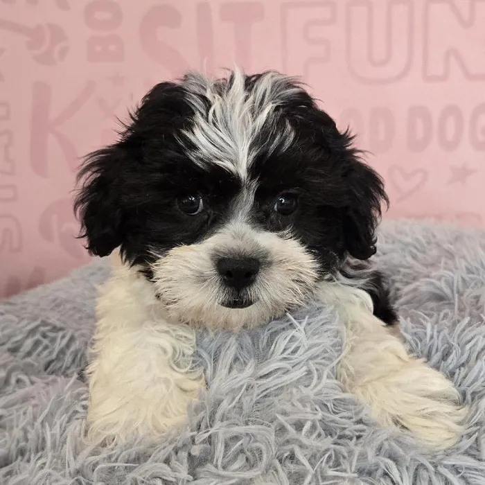 Female Shipoo puppy named Agatha for sale at Waggles Raleigh.