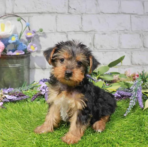 Female Yorkie puppy named Bonnie for sale at Waggles Raleigh.