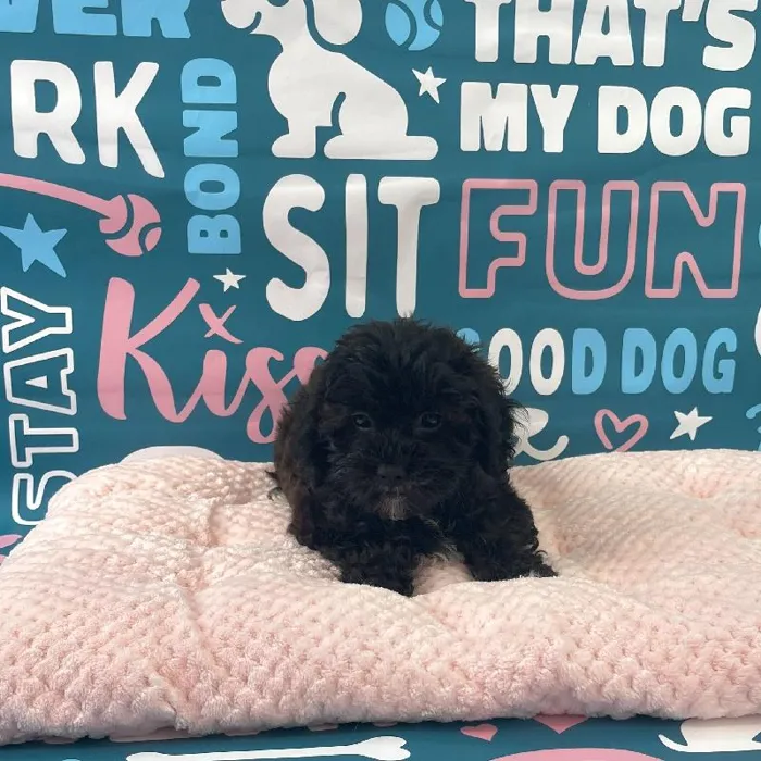 Female Shipoo Puppy for Sale in Charlotte, NC