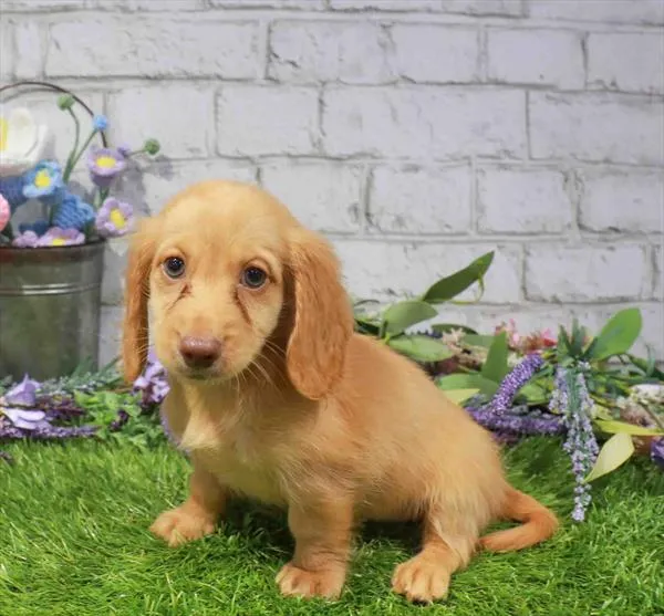 Female Dachshund puppy named Shortcake for sale at Waggles Charlotte.