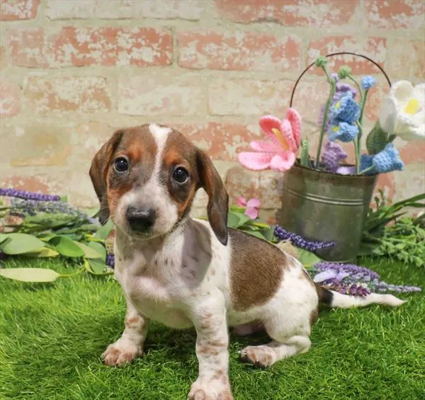 Male Dachshund puppy named Jimmy for sale at Waggles Raleigh.