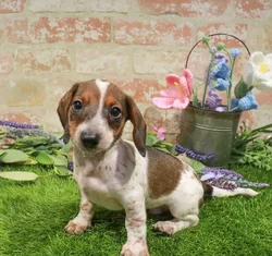 Male Dachshund puppy named Jimmy for sale at Waggles Raleigh.