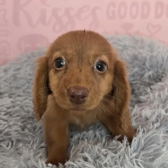 Female Dachshund puppy named Sadie for sale at Waggles Raleigh.