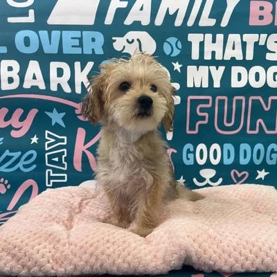Male Morkie Puppy for Sale in Charlotte, NC