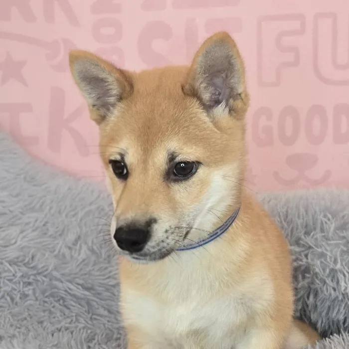 Male Shiba Inu puppy named Kenji for sale at Waggles Raleigh.
