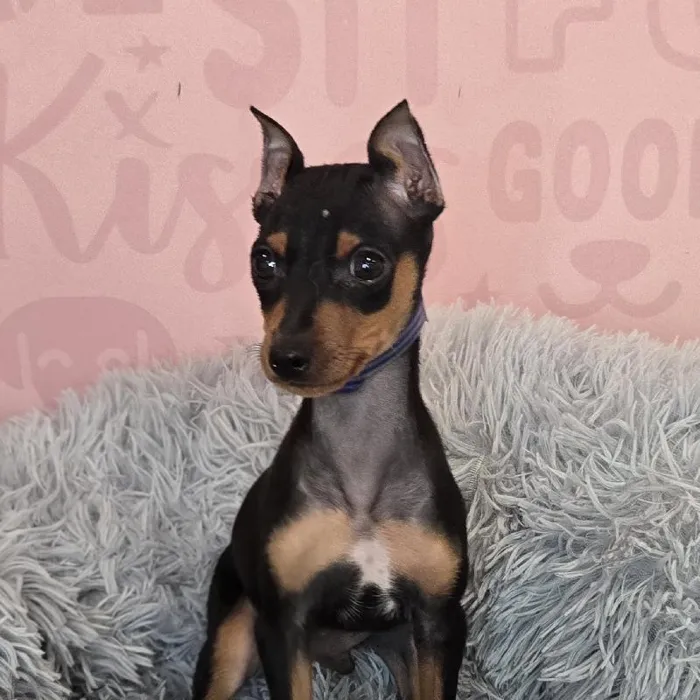 Male Min Pin puppy named Pedro for sale at Waggles Raleigh.