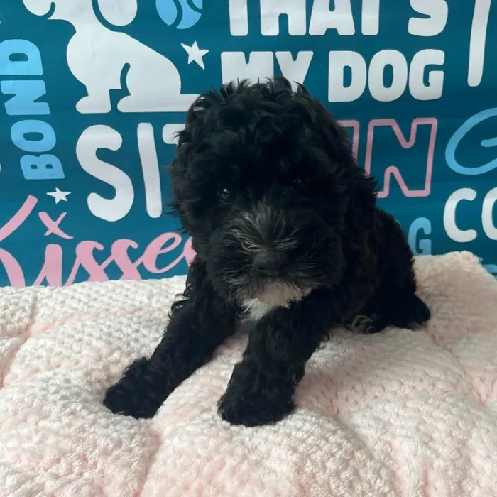Male Mini Whoodle Puppy for Sale in Charlotte, NC