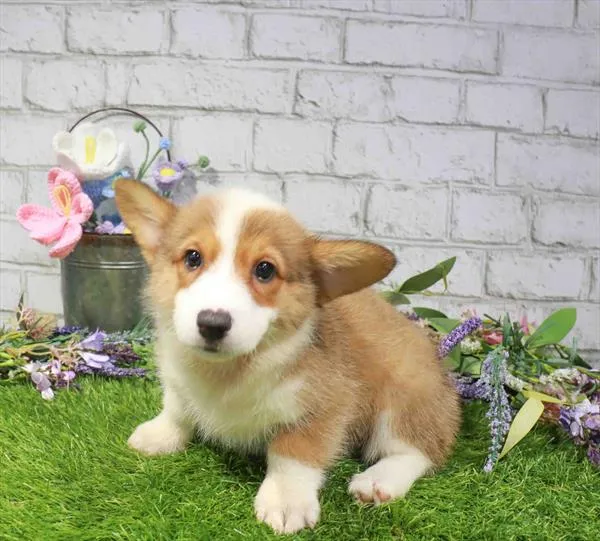 Female Pembroke Welsh Corgi puppy named Honeybun for sale at Waggles Charlotte.