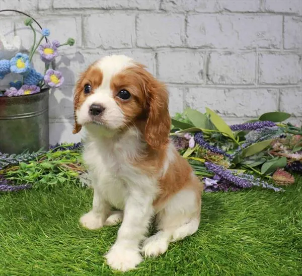 Male Cavalier King Charles Spaniel puppy named Steve for sale at Waggles Greensboro.