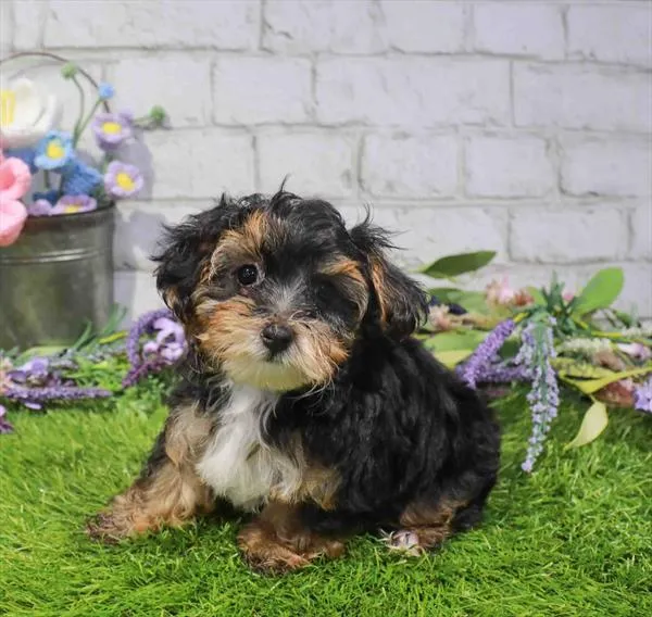Male Yorkie-Poo puppy named Bear for sale at Waggles Charlotte.