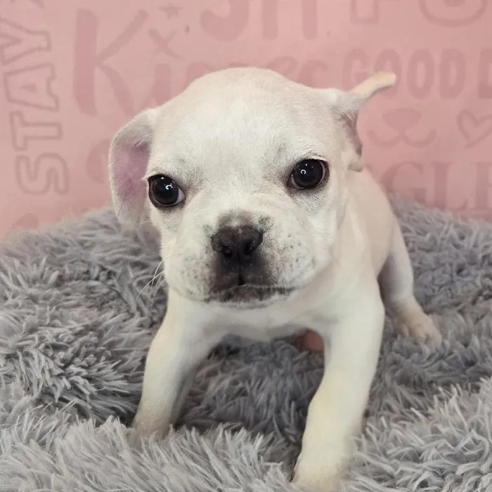 Male French Bulldog puppy named Gary for sale at Waggles Raleigh.