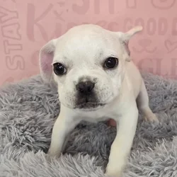 Male French Bulldog puppy named Gary for sale at Waggles Raleigh.