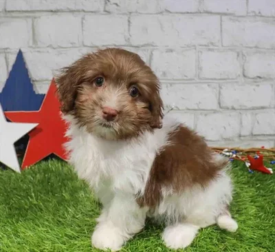 Male Havanese puppy named Jesse for sale at Waggles Raleigh.