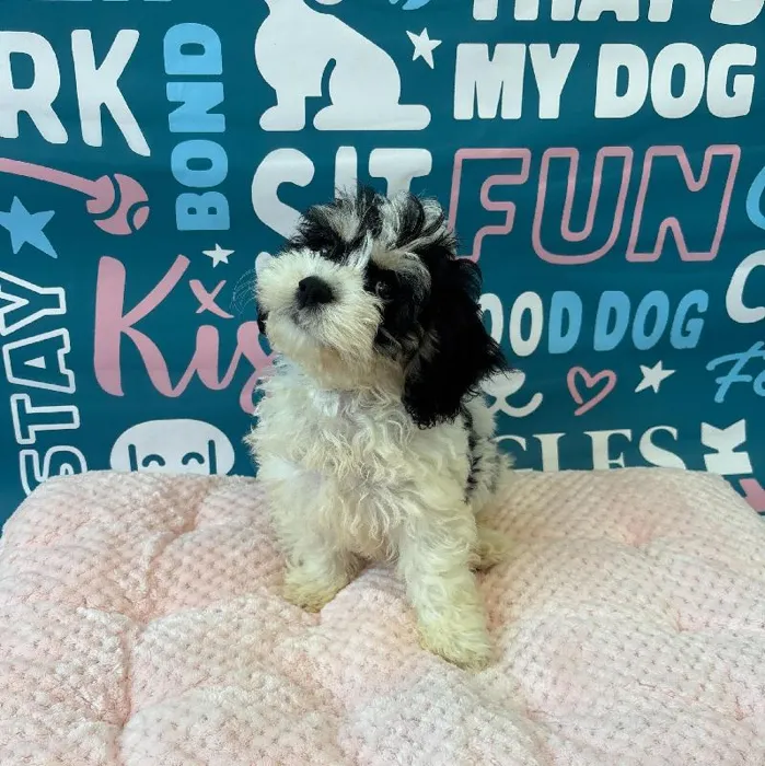 Female Bichapoo Puppy for Sale in Charlotte, NC