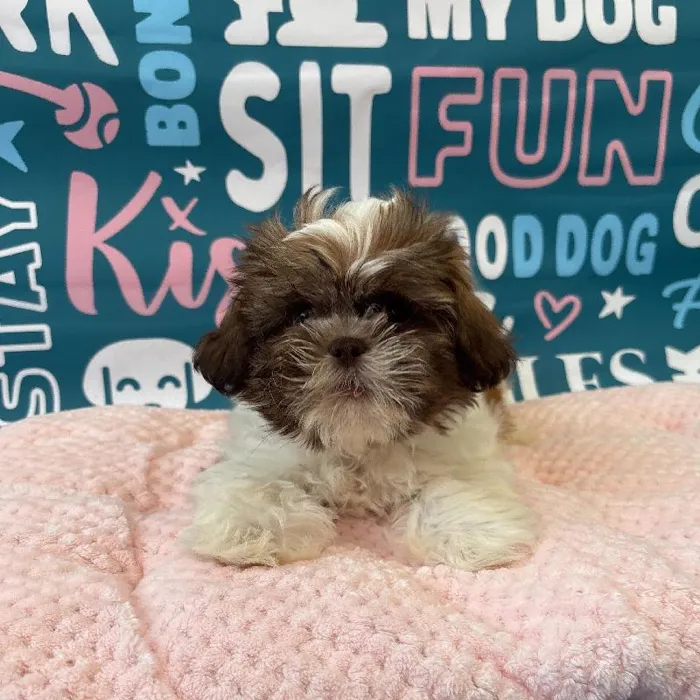 Female Shih Tzu Puppy for Sale in Charlotte, NC