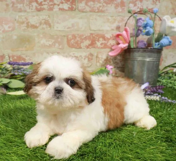 Male Shih Tzu puppy named Benedict for sale at Waggles Raleigh.