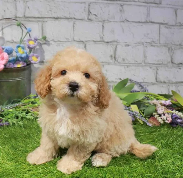 Male Bichapoo puppy named Kramer for sale at Waggles Raleigh.