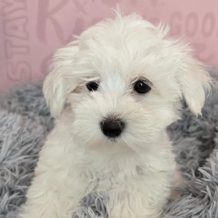 Female Maltese puppy named Harriet for sale at Waggles Raleigh.
