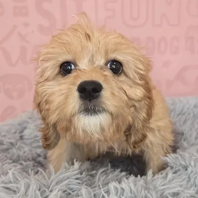 Female Cavapoo puppy named Audrey for sale at Waggles Raleigh.