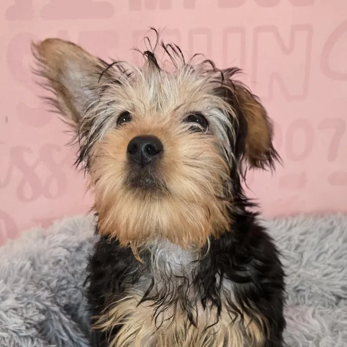 Male Silky Terrier puppy named Dean for sale at Waggles Raleigh.