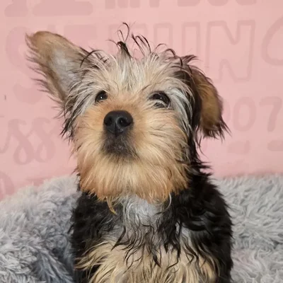 Male Silky Terrier puppy named Dean for sale at Waggles Raleigh.
