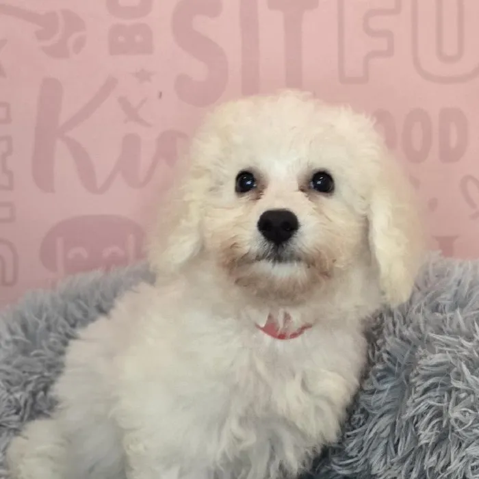Female Bichon puppy named Daisy for sale at Waggles Raleigh.