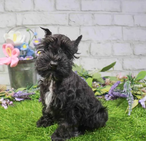 Female Mini Schnauzer puppy named Meredith for sale at Waggles Raleigh.