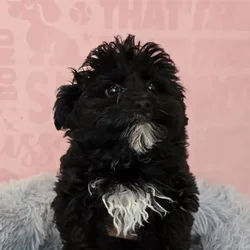 Male Yorkie-Poo puppy named Luca for sale at Waggles Raleigh.