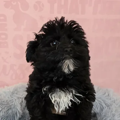 Male Yorkie-Poo puppy named Luca for sale at Waggles Raleigh.
