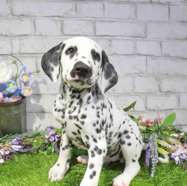 Male Dalmatian puppy for sale at Waggles Raleigh.