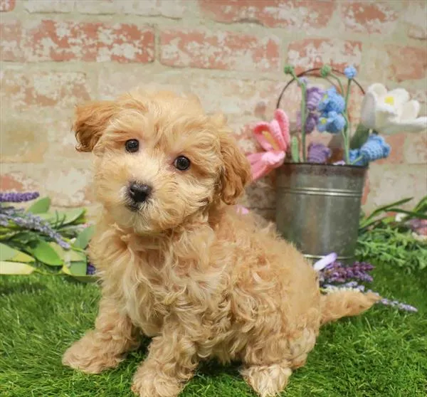 Male Mini Goldendoodle 2Nd Gen puppy named Warren for sale at Waggles Raleigh.