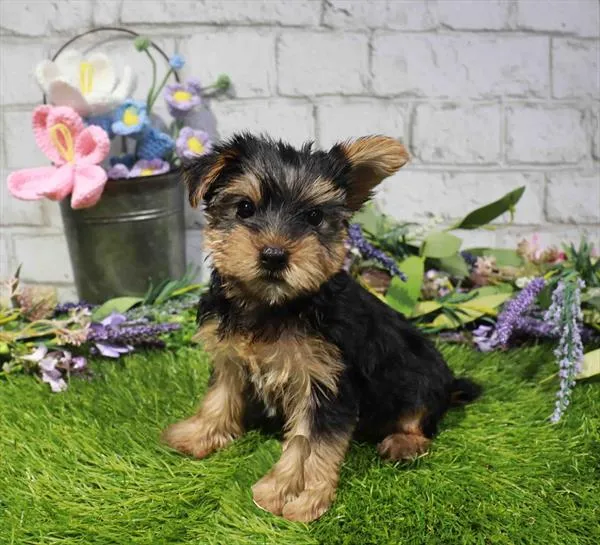 Female Yorkie puppy named Emilie for sale at Waggles Raleigh.
