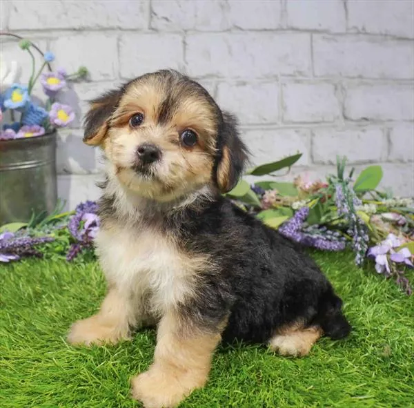 Female Yochon puppy named Velma for sale at Waggles Raleigh.