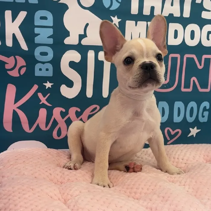 Male French Bulldog Puppy for Sale in Charlotte, NC