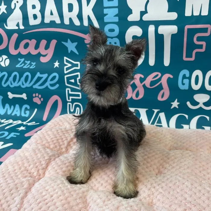 Male Mini Schnauzer Puppy for Sale in Charlotte, NC