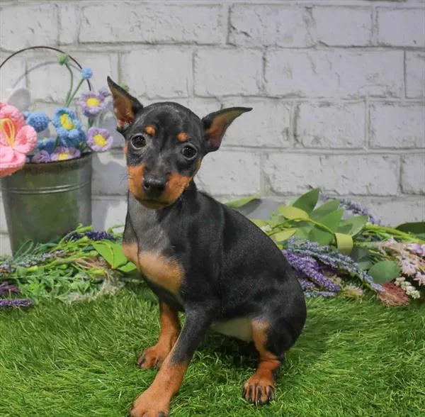 Female Min Pin puppy named Rose for sale at Waggles Raleigh.