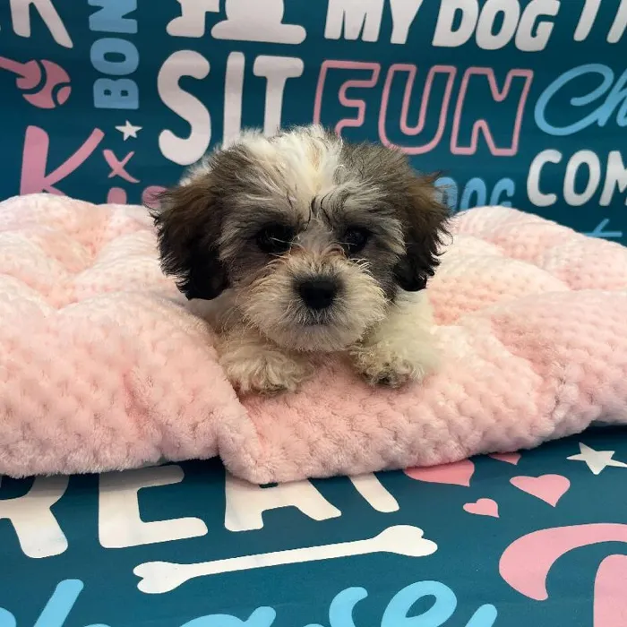 Female Teddy Bear Puppy for Sale in Charlotte, NC