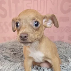 Male Chihuahua puppy named Clyde for sale at Waggles Raleigh.
