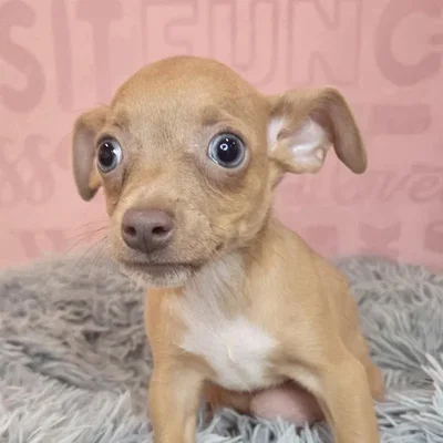 Male Chihuahua puppy named Clyde for sale at Waggles Raleigh.