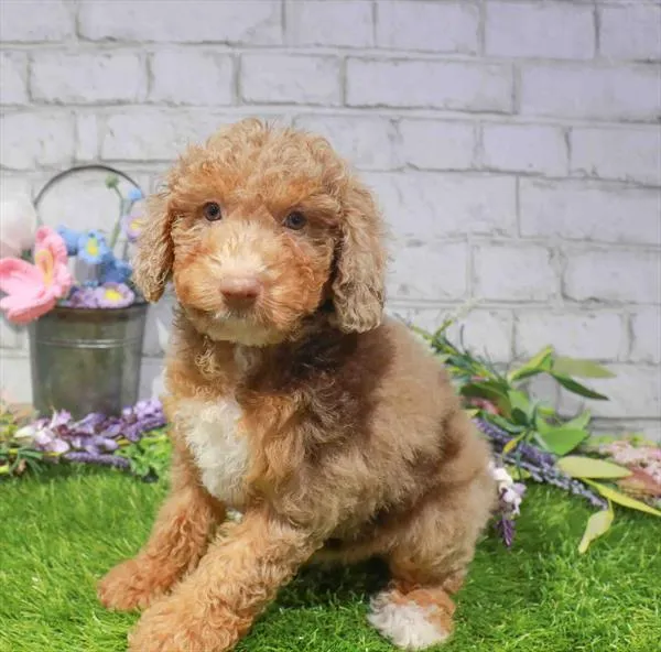 Female Mini Poodle puppy named Skye for sale at Waggles Charlotte.