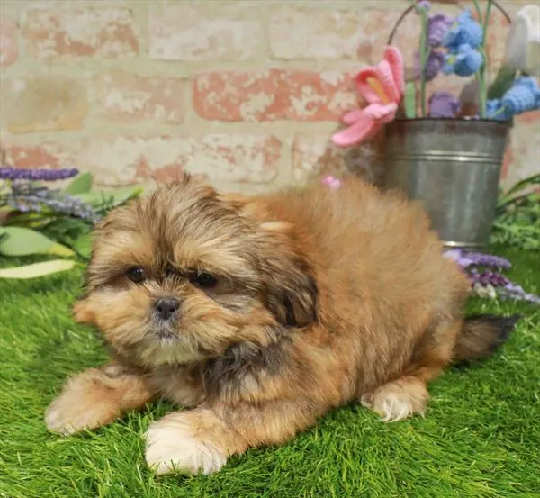 Male Shih Tzu puppy named Andy for sale at Waggles Greensboro.