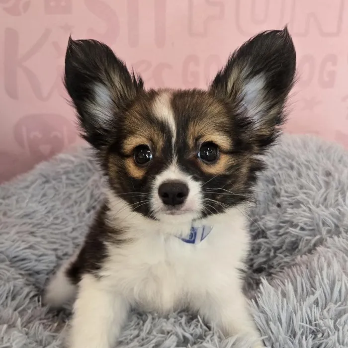 Male Papillon puppy named Anthony for sale at Waggles Raleigh.