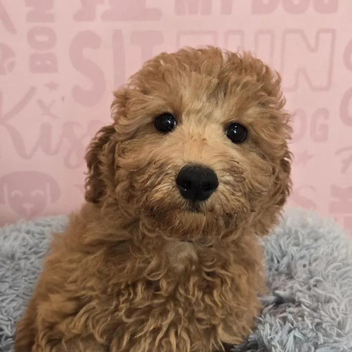 Male Cockapoo puppy named Ron for sale at Waggles Raleigh.