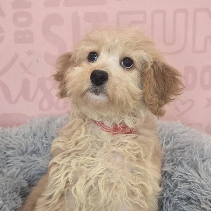 Female Mini Goldendoodle puppy named Libbie for sale at Waggles Raleigh.