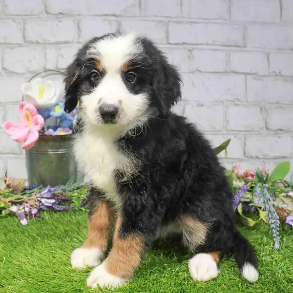 Female Mini Bernedoodle puppy named Louis for sale at Waggles Raleigh.