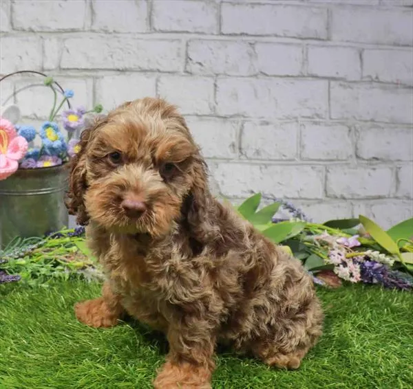 Male Cockapoo puppy named Luigi for sale at Waggles Raleigh.