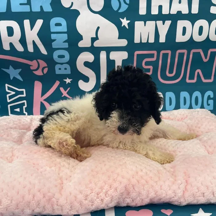 Male Mini Poodle Puppy for Sale in Charlotte, NC