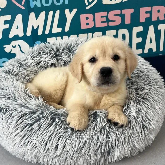 Female Golden Retriever puppy named Breezy for sale at Waggles Charlotte.
