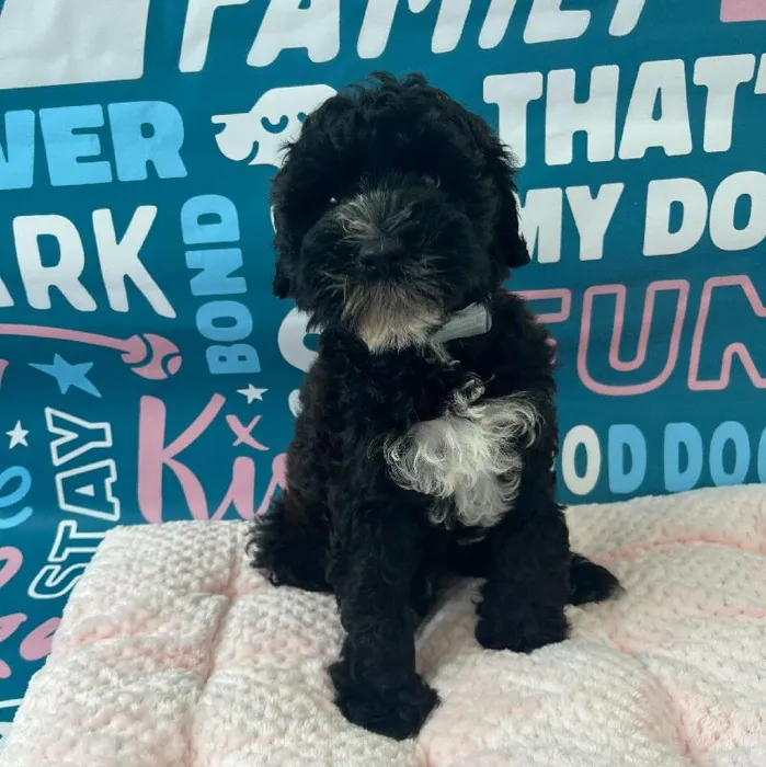 Male Mini Whoodle Puppy for Sale in Charlotte, NC
