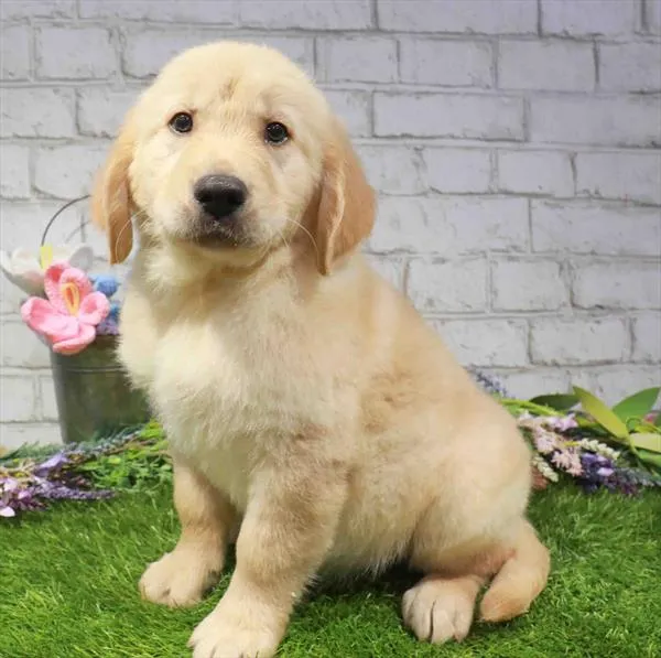 Male Golden Retriever puppy named Newman for sale at Waggles Raleigh.